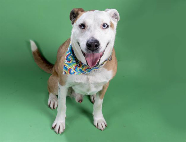 Last week's pet, still available: Pretzel